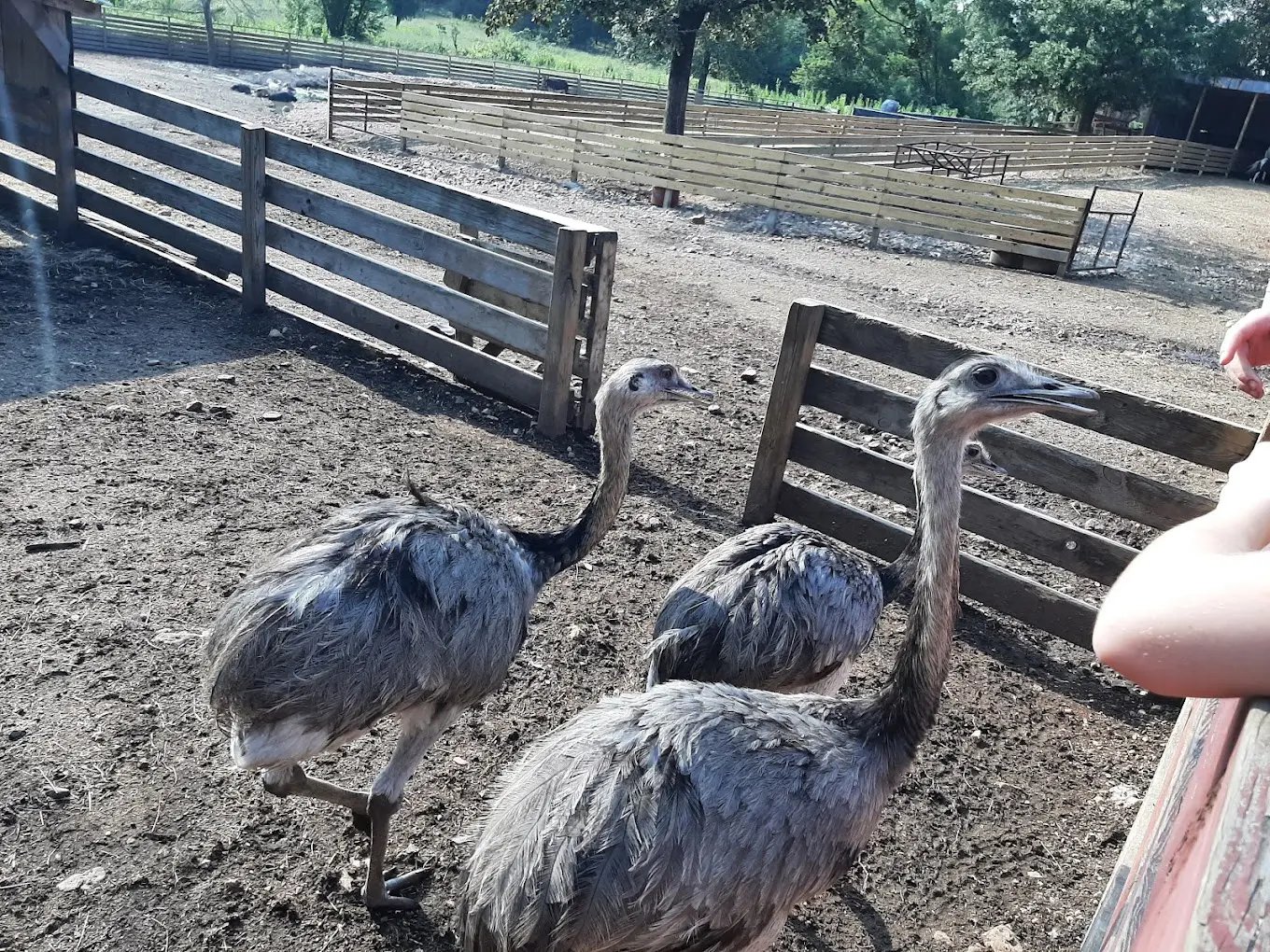 Hochatown Petting Zoo