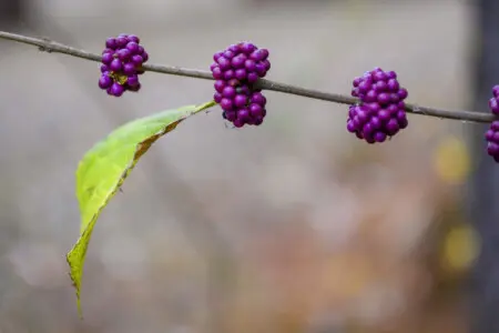 65934 210531 sa1UJ0kYfPHR Ckj KW6GNMS5uGPmEXJ082rvYSEGPY 65503a3585588.jpg