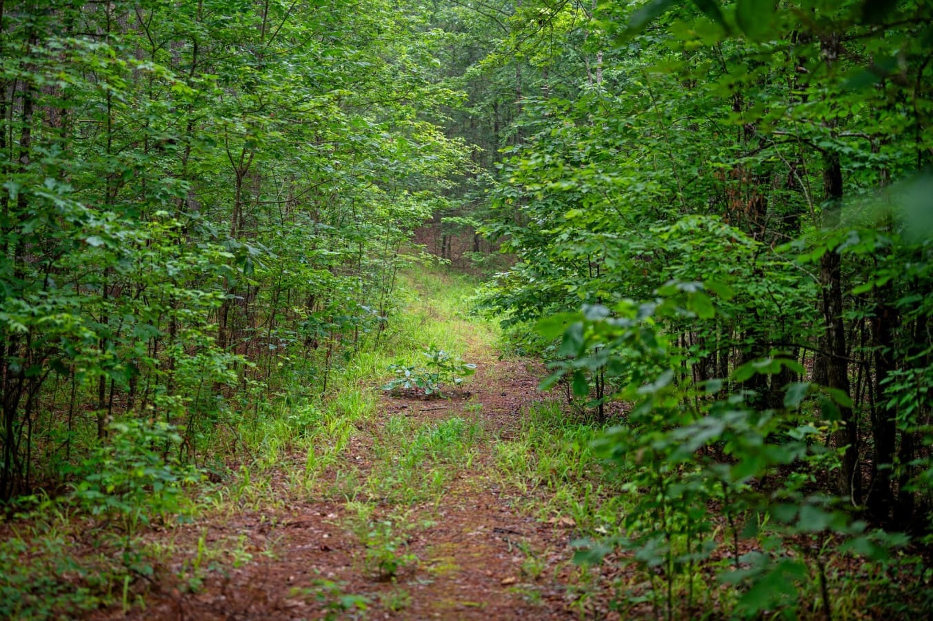 The pathway sets the tone for a stay full of comfort and charm.