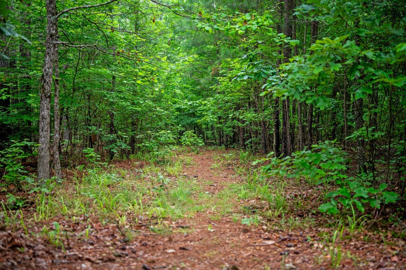 Scenic walkway surrounded by nature—perfect for a morning stroll.