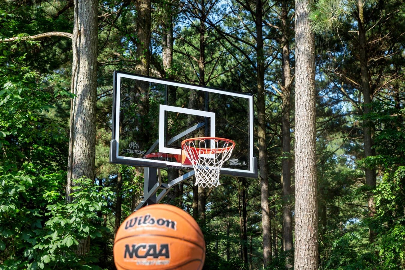 Backyard hoops under the trees—nothing but net and nature.