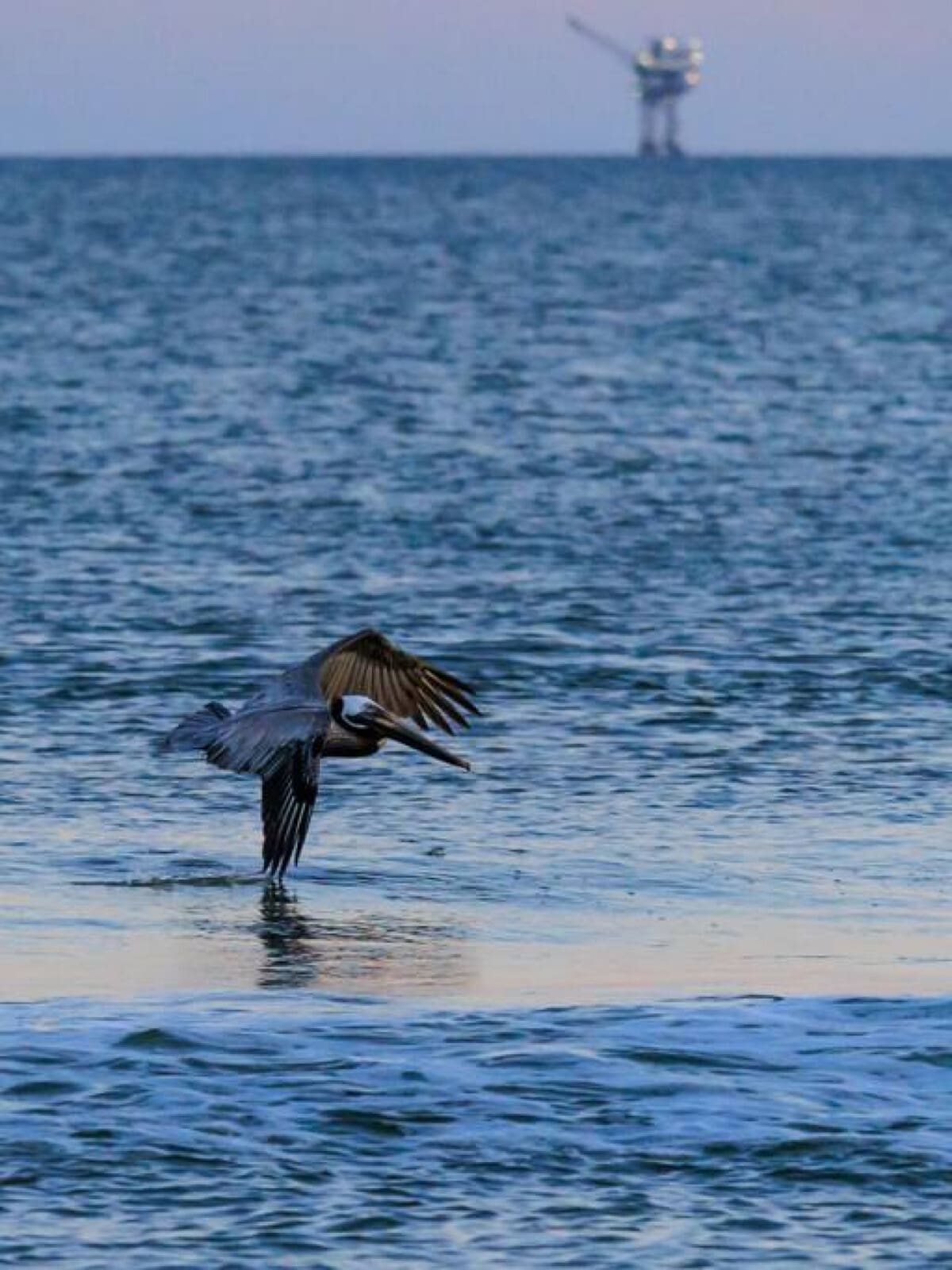 This blue heron's got the right idea about what to do at the beach.