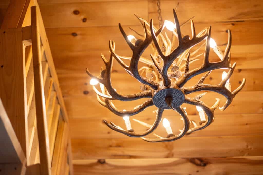 Lighting the room with a touch of wilderness.