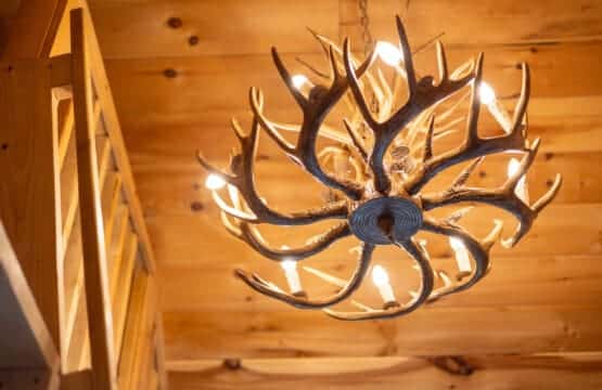 Lighting the room with a touch of wilderness.