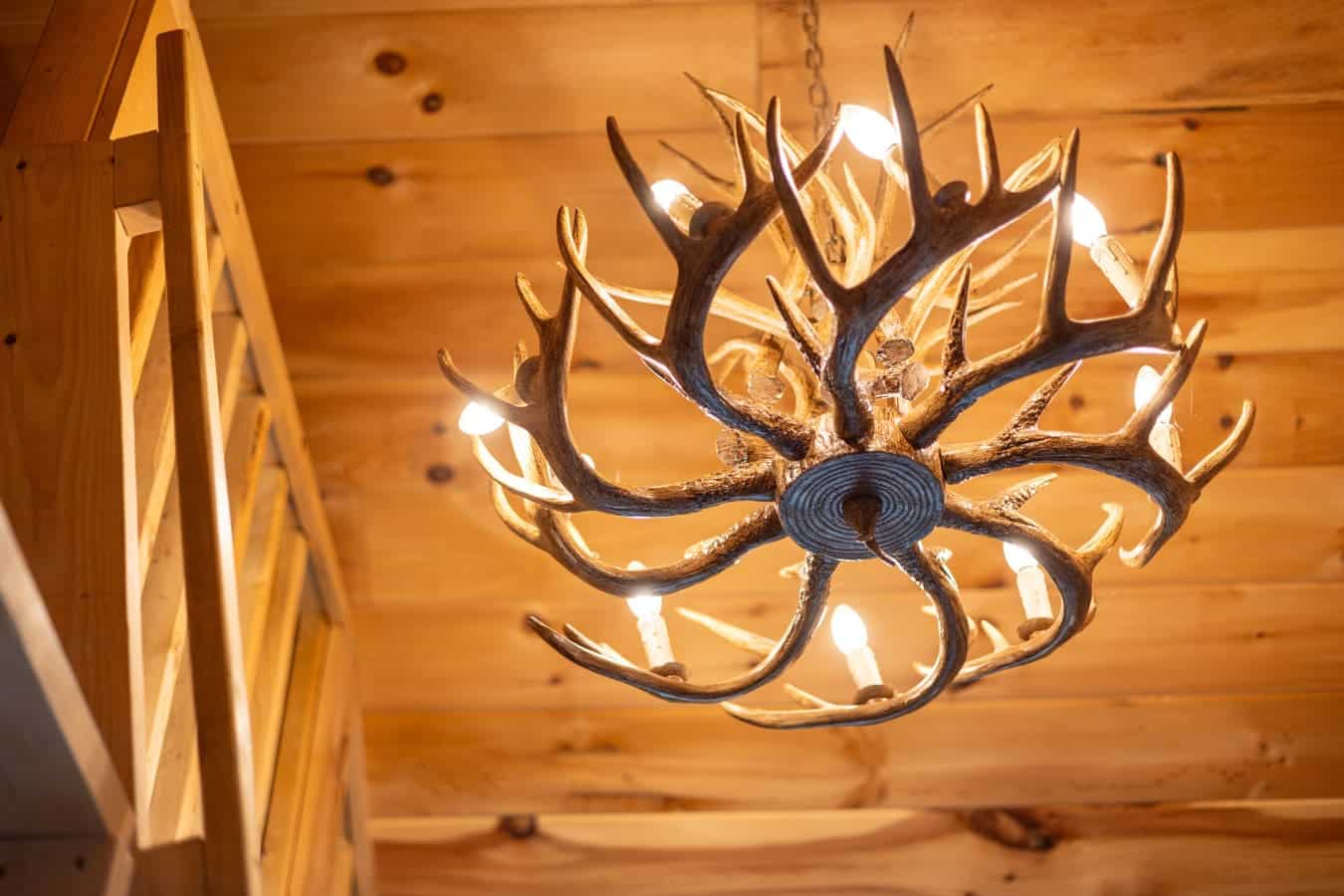 Lighting the room with a touch of wilderness.