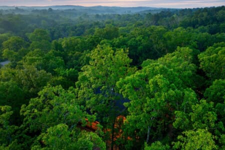 Experience the ultimate forest getaway with our cabin snugly tucked away among towering trees.