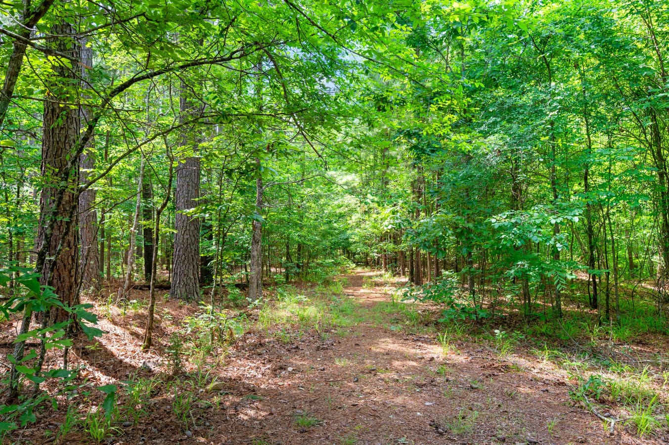 This inviting trail leads straight to relaxation and fresh mountain air.