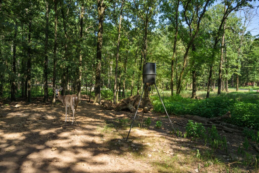 A deer-forest-wildlife-cabin-nature.jpg