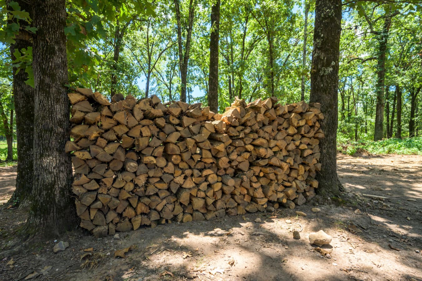 A woodpile-framed-by-forest’s-quiet-strength.jpg